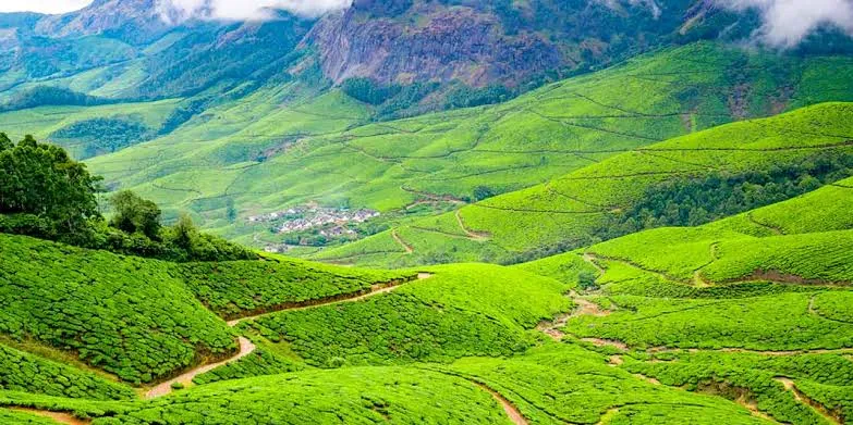 Lost in the Leaves at Kolukkumalai Tea Estate
